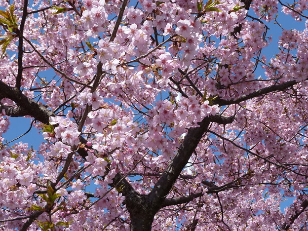 清水健康館_桜 (1)