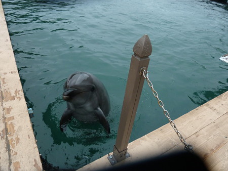 20150413_クジラの博物館 (1)