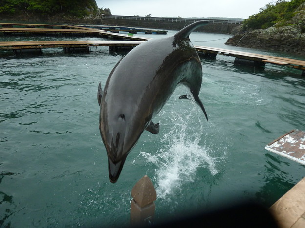 20150413_クジラの博物館 (3)