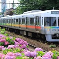 Photos: 東京の紫陽花電車2016