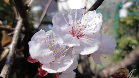 桜花