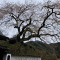 Photos: 光福寺の糸桜