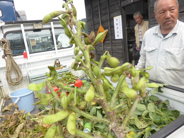 おじさん自家製無農薬黒豆