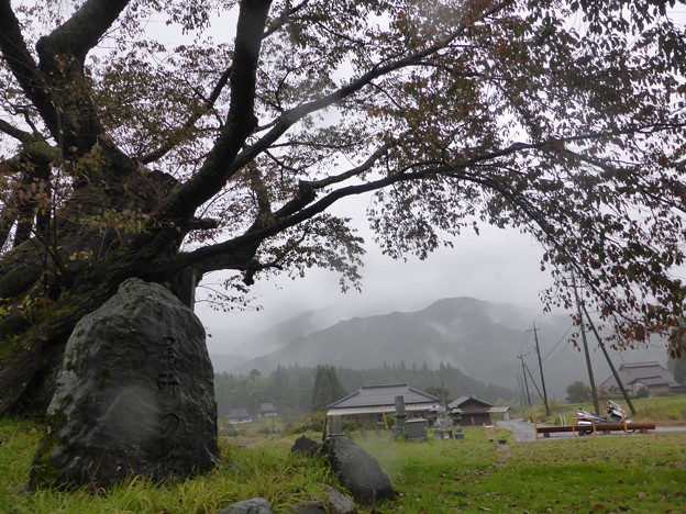 尾所の桜