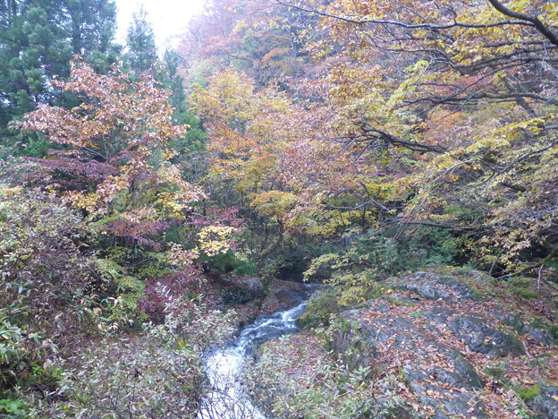 5号橋の渓流と紅葉