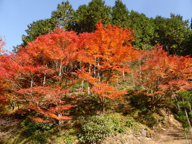 高蔵寺のもみじ