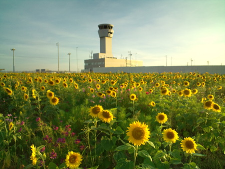 神戸空港のひまわり畑１