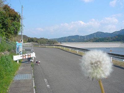 綿毛