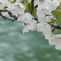 疎水沿いに咲く桜