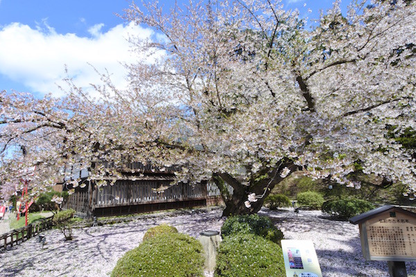 植栽が134年前という日本最古のソメイヨシノ