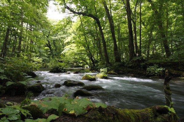 木漏れ日に光る葉と白波