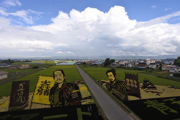 今年は真田丸の田んぼアート 今年は真田丸の田んぼアート