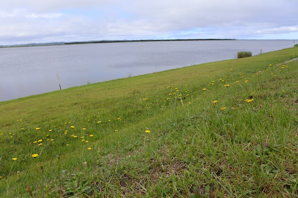 十三湖では可愛い黄色い花がお出迎え 十三湖では可愛い黄色い花がお出迎え