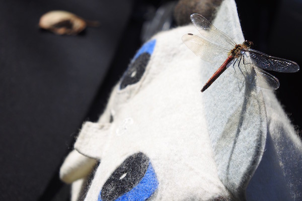 朝は寒かったけれど、日向では暑いほどの陽気に