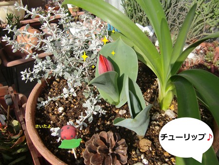 お花6