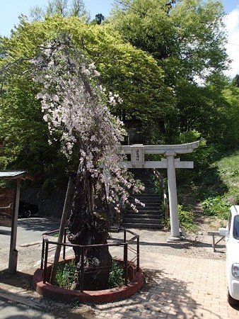 27 GW 岩手 鴬宿温泉 温泉神社のシダレザクラ