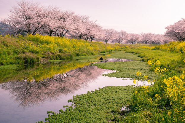 草場川の桜並木 写真共有サイト フォト蔵