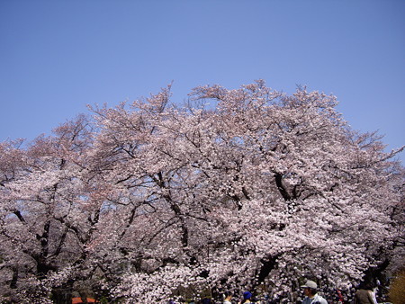 桜　２０１５