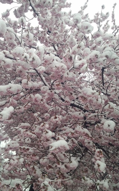 写真: IMG_20150408_074959