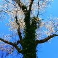 Photos: 080 日立市の桜 標本木