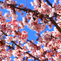 Photos: 日立紅寒桜