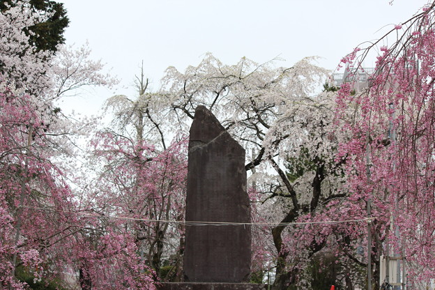 ２７．４．１３榴岡公園の桜