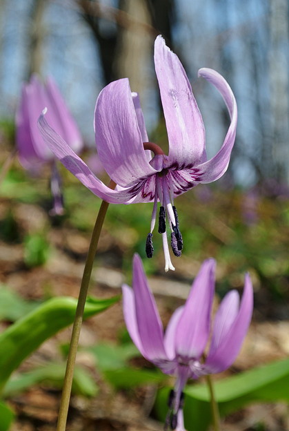 カタクリの花