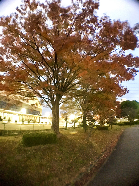 広角レンズ付けて撮影した紅葉した木 - 5
