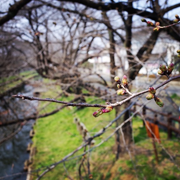Photos: 公民館前の桜