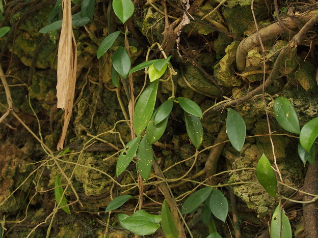 サクララン　Hoya carnosa