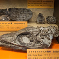 Photos: イクチオサウルスの化石