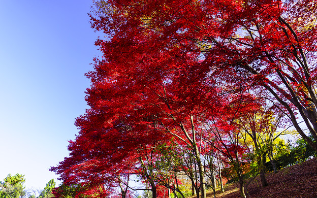 紅葉の並木