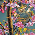 ヒヨドリさん （２）　河津桜の蜜を吸う