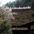 Photos: 茅葺屋敷の梅の花