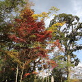 Photos: 住吉神社の紅葉