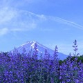 Photos: 富士山　s-898A8773