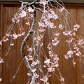 枝垂れ桜の盆栽