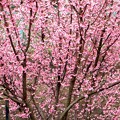 河津桜満開