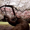 幹からの桜風景