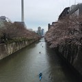 Photos: 4月_目黒川 1