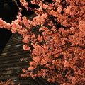 Photos: 夜の河津桜4
