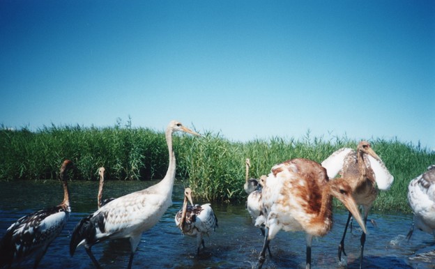 老いも若きも入り乱れてRed-crowned cranes at the Zhalong Wetland