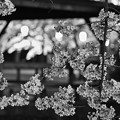 Photos: 夜桜３