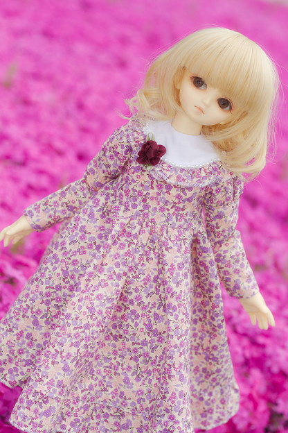 芝桜