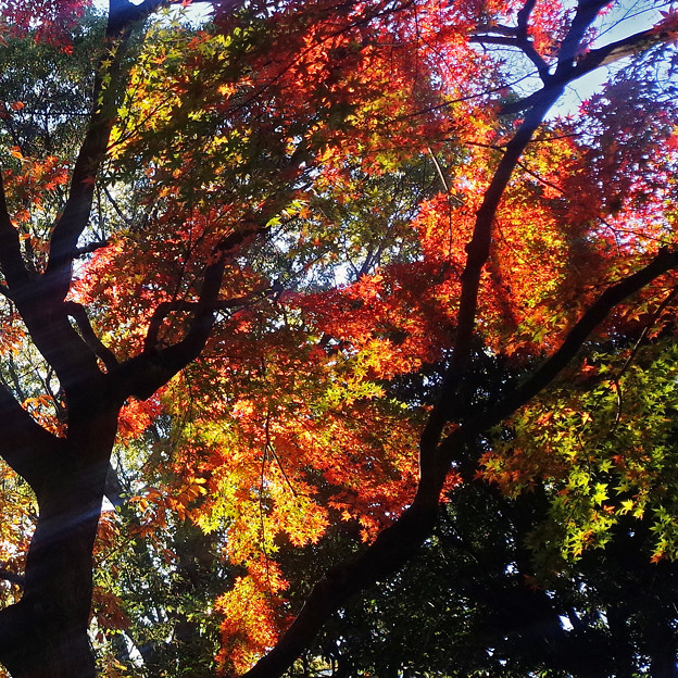 横浜公園の紅葉