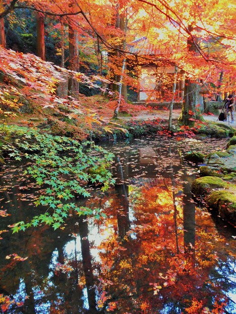 崑崗（こんこう）池の秋 in 大本山仏通寺