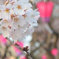 Photos: 桜咲いた