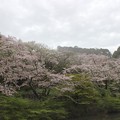 奥山の桜