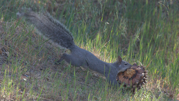 Eastern Gray Squirrel (7)