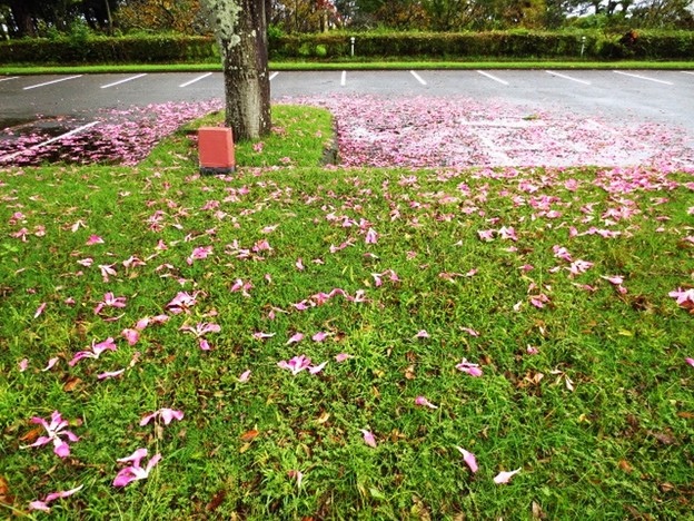 トックリキワタの花の絨毯